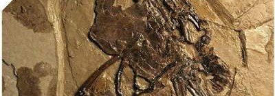 Палеонтологи нашли древнюю птицу с «сюрпризом»