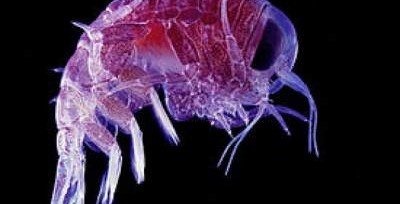 Пластик обнаружили внутри у самых глубоководных существ планеты
