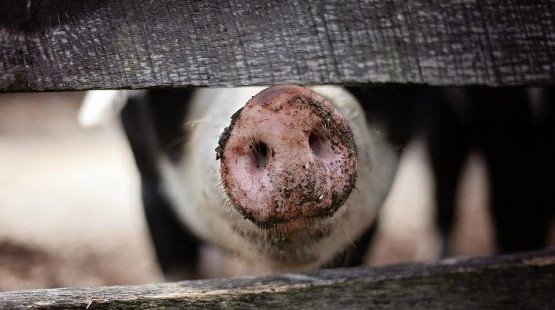 РОСТОВ. Очаг африканской чумы свиней обнаружили на Дону