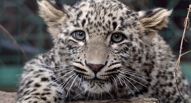 СЕВЕРНАЯ ОСЕТИЯ. В дикую природу Северной Осетии собираются выпустить самку леопарда Багиру