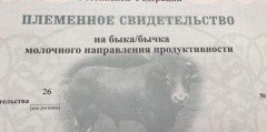 СТАВРОПОЛЬЕ. На Ставрополье господдержка племенного животноводства за пять лет увеличилась в 5 раз