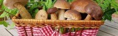 СТАВРОПОЛЬЕ. Около 40 тонн грибов произведено ставропольскими аграриями в 2018 году