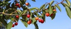 СТАВРОПОЛЬЕ. В Ипатовском городском округе в 2019 году появится 30 га черешневого сада