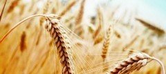 СТАВРОПОЛЬЕ. В СПК колхозе-племзаводе «Казьминский» в 2018 году собрали рекордный урожай зерна