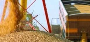 СТАВРОПОЛЬЕ. Вывоз зерна с территории Ставропольского края на экспорт