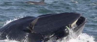 У побережья ЮАР кит проглотил дайвера