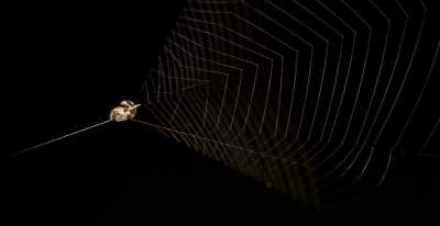 Ученые раскрыли удивительный факт о южноамериканских пауках