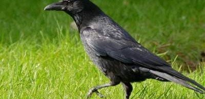 Ученые рассказали, чем черные вороны отличаются от серых