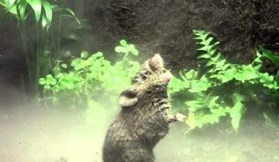 Ученые рассказали о необычном виде мышей, умеющих петь