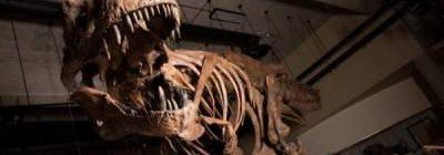 В Канаде собрали скелет самого тяжелого тираннозавра
