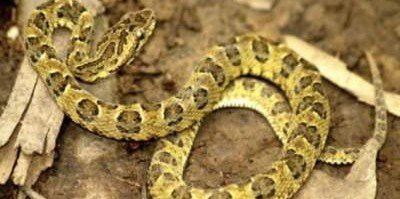 В Перу обнаружили неизвестный вид змей с интересными пятнами