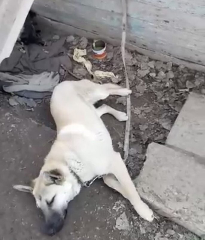 АСТРАХАНЬ. В Астрахани хозяин бросил собаку привязанной у остановки