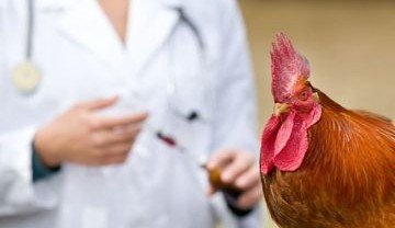 АЗЕРБАЙДЖАН. Азербайджан закрыл рынок для российских продуктов птицеводства