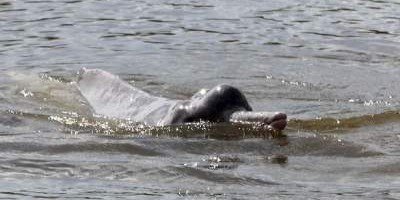 Биологи записали язык таинственных речных дельфинов