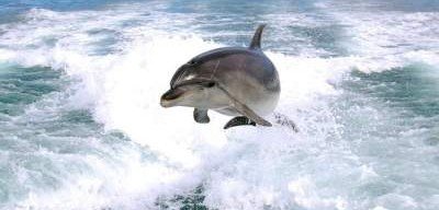 Дельфины могут вымереть из-за глобального потепления
