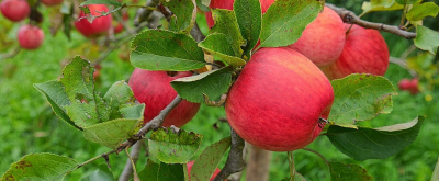 Фермеры пытаются побороть таинственную болезнь, поражающую яблони