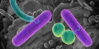 Искусственные бактерии помогут в производстве белков