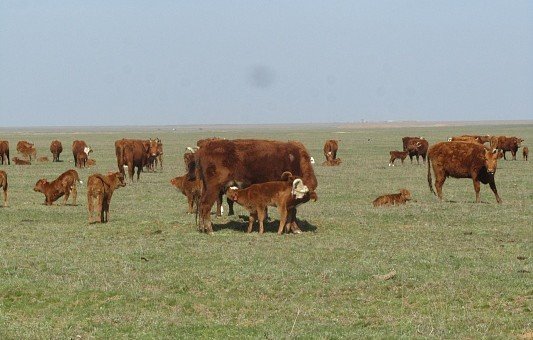 КАЛМЫКИЯ. В хозяйствах республики продолжается расплодная кампания