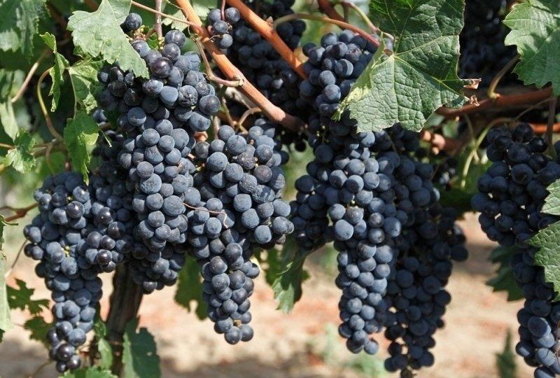 КРАСНОДАР. На Кубани с начала 2019 года заложили более 880 га молодых виноградников