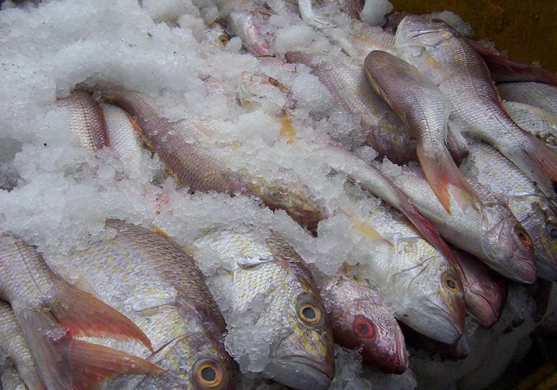 КРАСНОДАР. В Краснодарском крае полицейские обнаружили 13,5 тонн незаконно выловленной рыбы