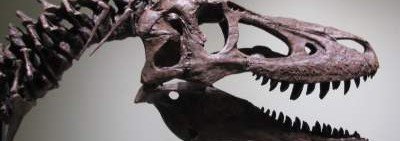 На eBay пытаются продать останки тираннозавра рекса