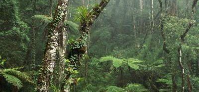 Найдено самое высокое тропическое дерево