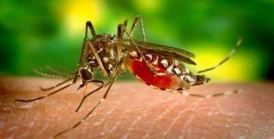 Созданы генетически модифицированные комары, не кусающие людей