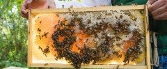 СТАВРОПОЛЬЕ. На Ставрополье насчитывается порядка 37 тысяч пчелосемей