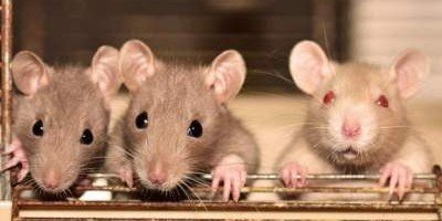 Ученые доказали, что крысы способны к эмпатии