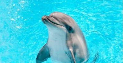 Ученые предсказали исчезновение дельфинов из-за потепления