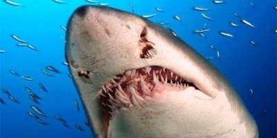 Ученые выяснили, чего боятся белые акулы