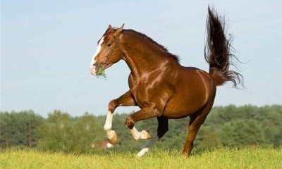 Ученые выяснили, зачем лошадям копыта