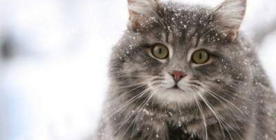 Ученые выявили необычную способность кошек