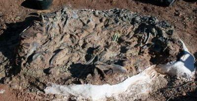 В Аргентине нашли останки динозавров