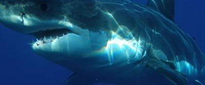 В Австралии ученые обнаружили неизвестную колонию акул-нянек