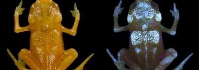 В Бразилии нашли уникальных лягушек