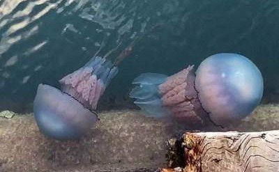 В Британии все чаще фиксируют появление огромных медуз