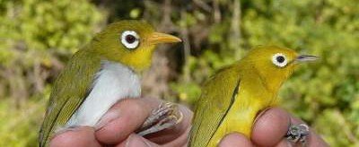 В Индонезии нашли новые виды птиц