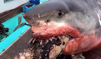 В Японии акула погибла, пытаясь съесть черепаху