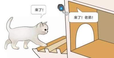 В Китае разрабатывают "умный дом" для бездомных кошек