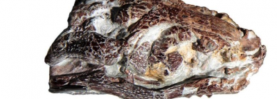 В Румынии обнаружили доисторического крокодила-монстра