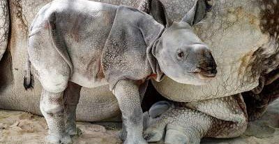 В зоопарке Майами родился редкий носорог "из пробирки"