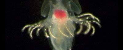 Биологи обнаружили морских личинок неизвестного вида