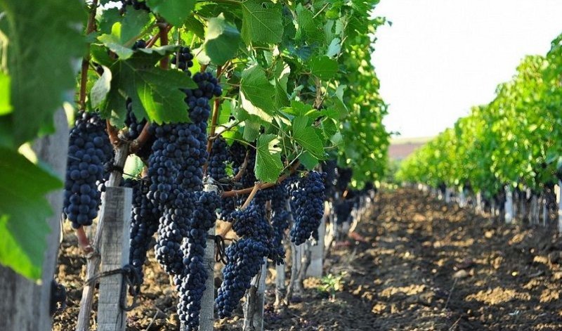 КРАСНОДАР. В Краснодарском крае высадили более 1,1 тыс. га молодых виноградников