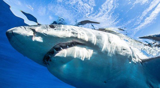 На Гавайях мужчина погиб при нападении акулы