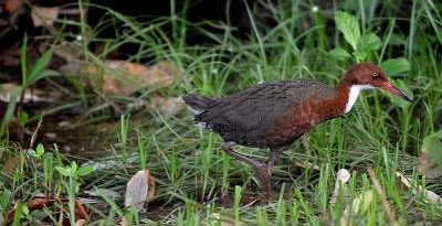 На Сейшельских островах "воскрес" вымерший вид птиц