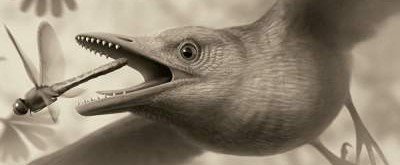 Найдено еще одно «потерянное звено» в эволюции птиц