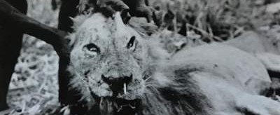 Раскрыта связь между дикобразами и львами-людоедами