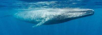 Рекордно большой скелет кита нашли в Италии