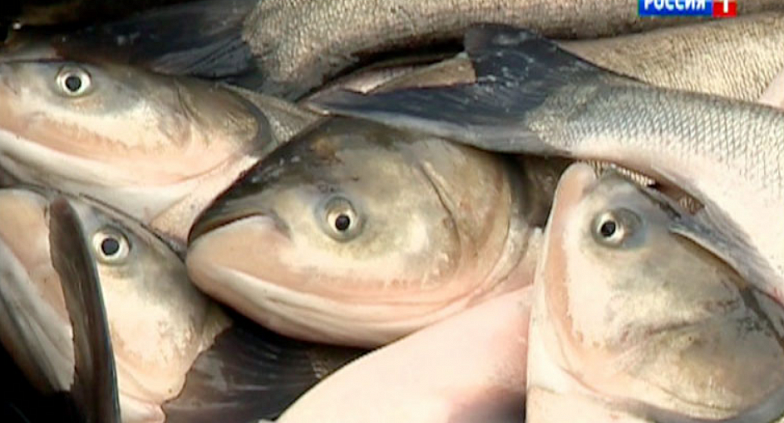 РОСТОВ. В 6 образцах рыбы из Ростовской области обнаружили паразитов